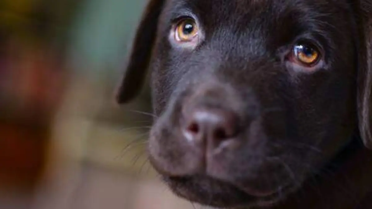 perro triste _ perrito triste