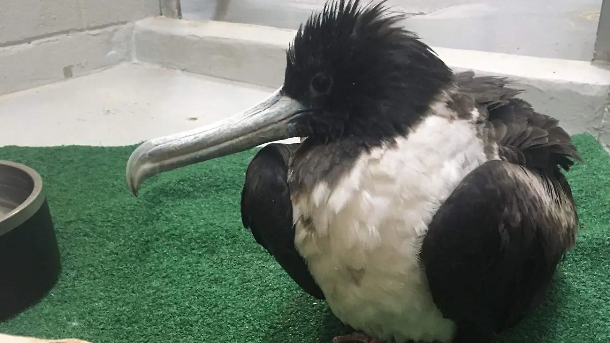 afa07de7-446a-4abf-a16b-f6ac0b6292bd