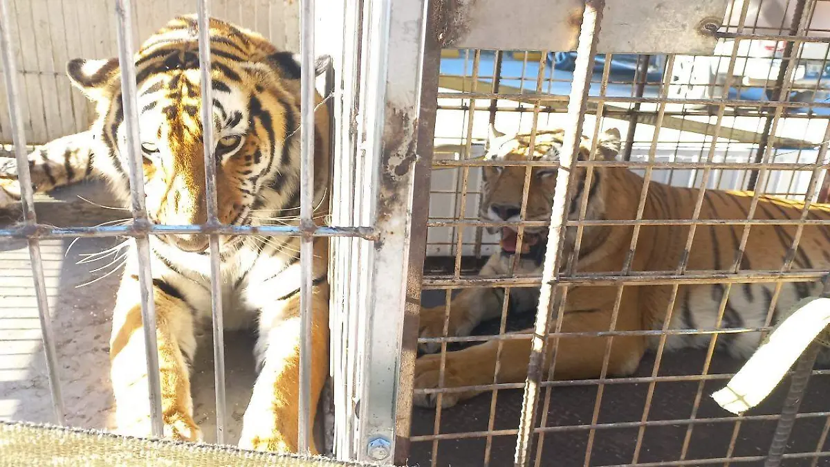 Tigres rescatados 2