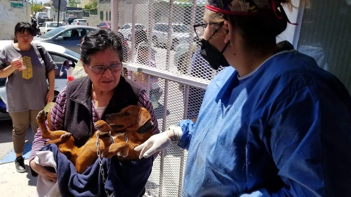 Esterilización masiva