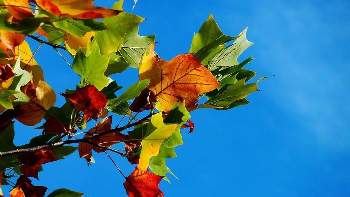 autumn-fall-leaves-leaves-fall-color