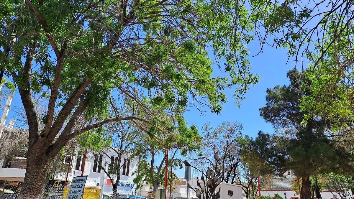 WhatsApp Image 2023-05-25 at 7.40.02 AM