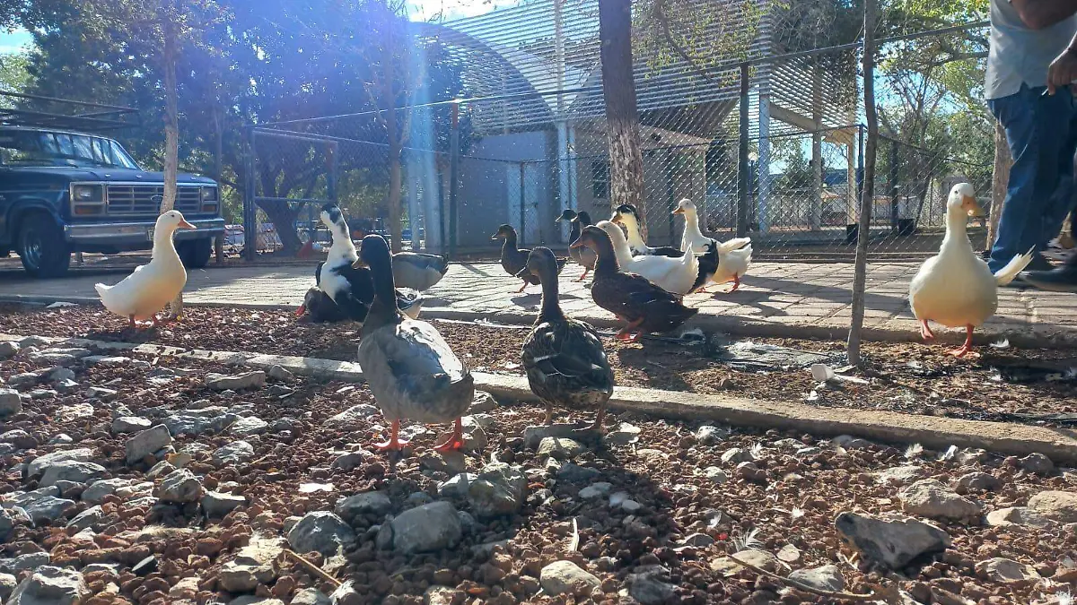 parque central 