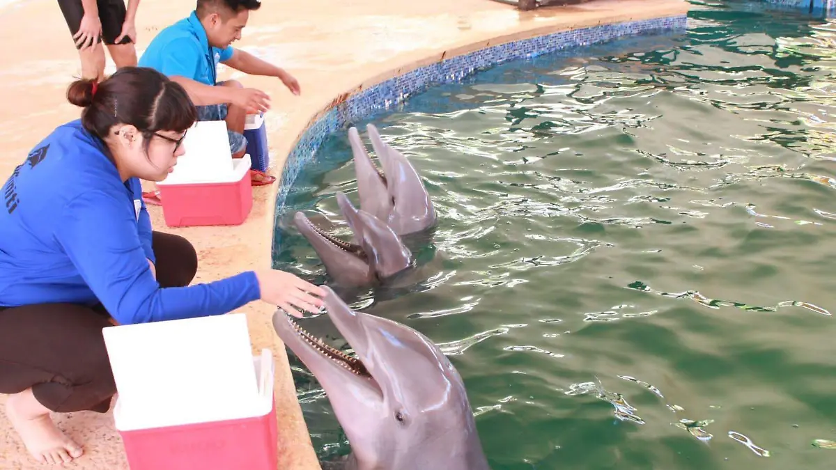 Delfinoterapia 
