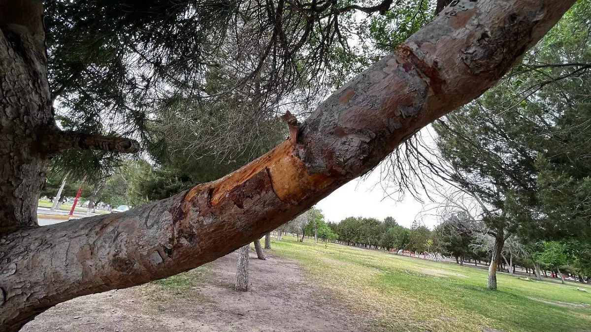 árboles en el chamizal