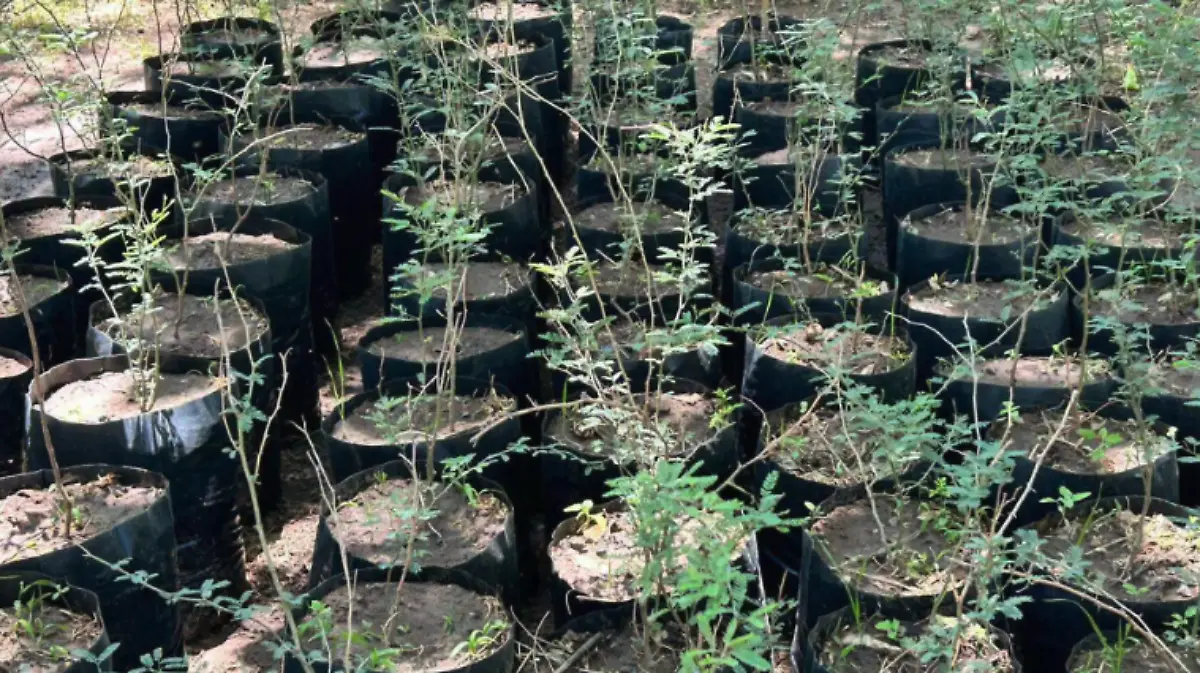 Las bondades del mezquite