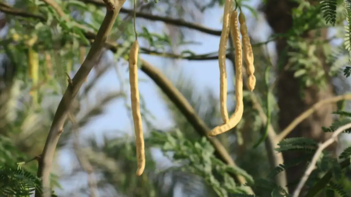 Bondades del mezquite