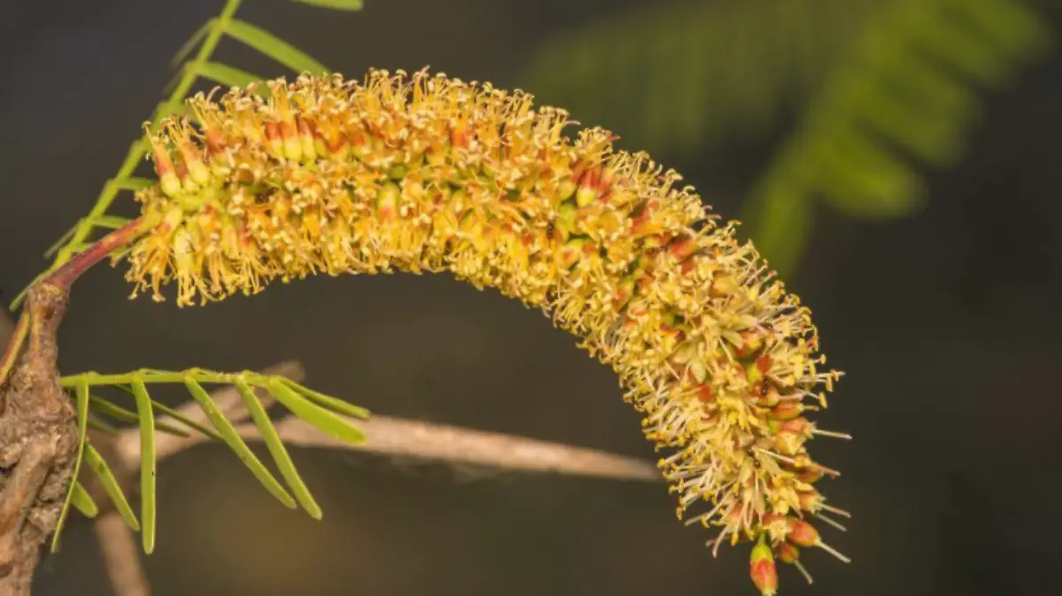 Bondades del mezquite