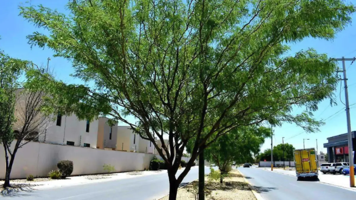 Bondades del mezquite