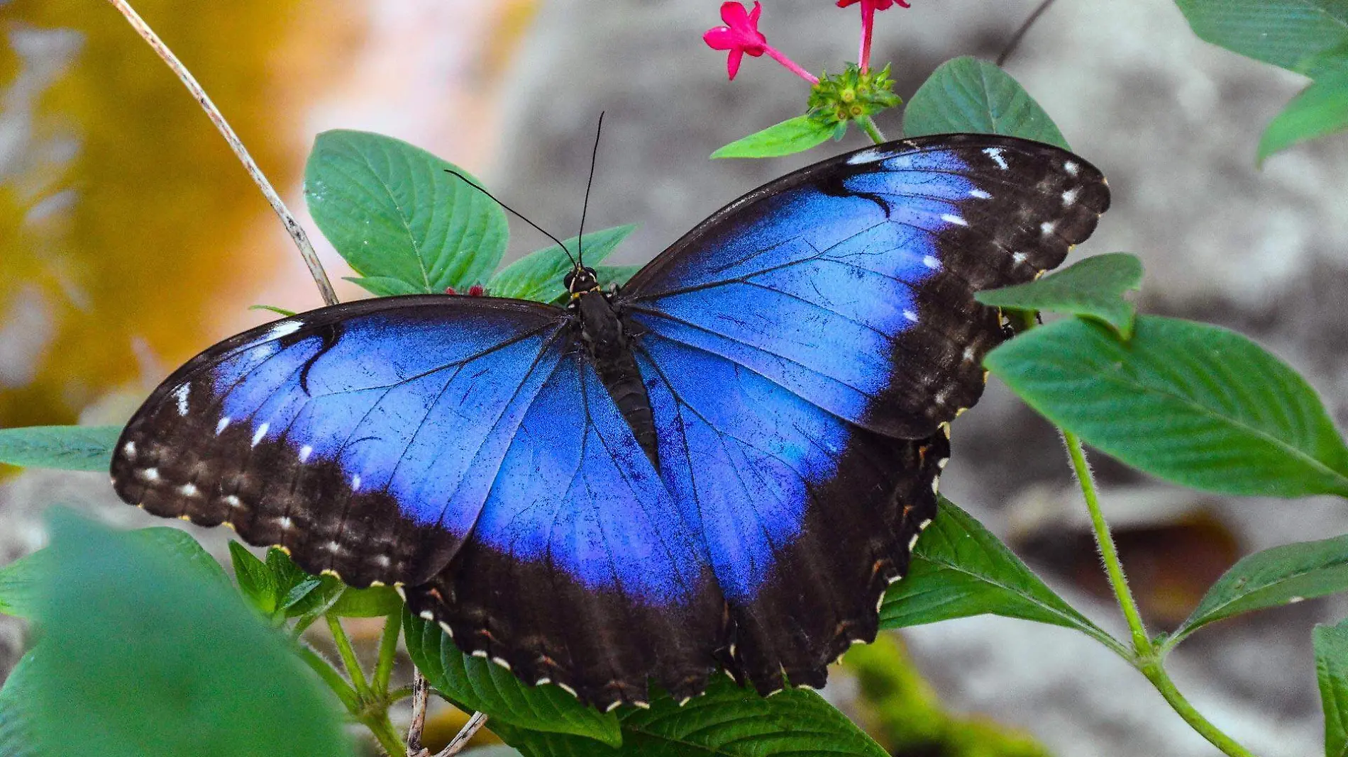 news-blue-morpho-butterfly