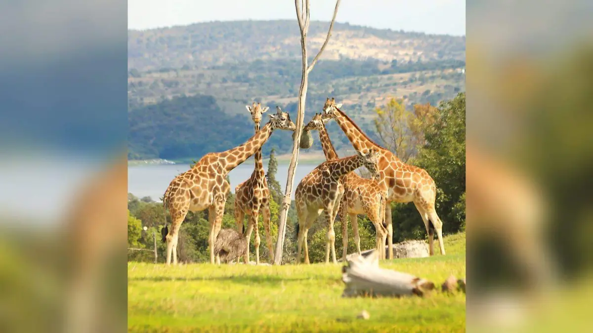 Benito con la manada