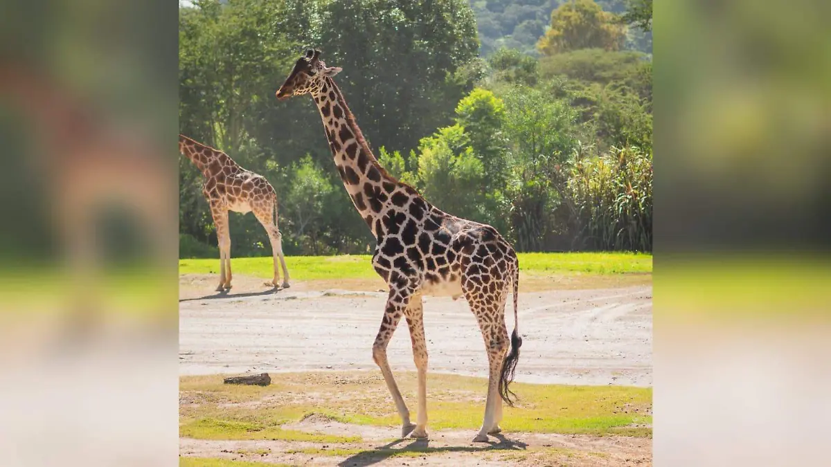 Benito en su nuevo hogar