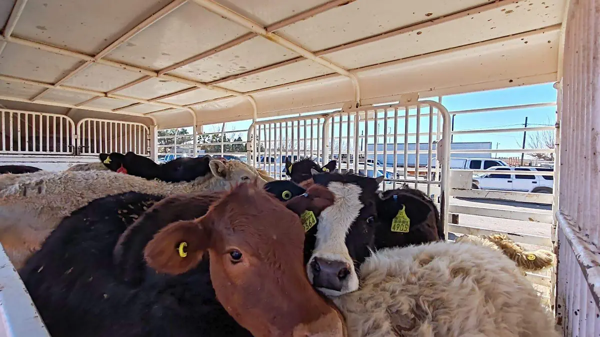 WhatsApp Image 2024-12-02 at 1.47.21 PM