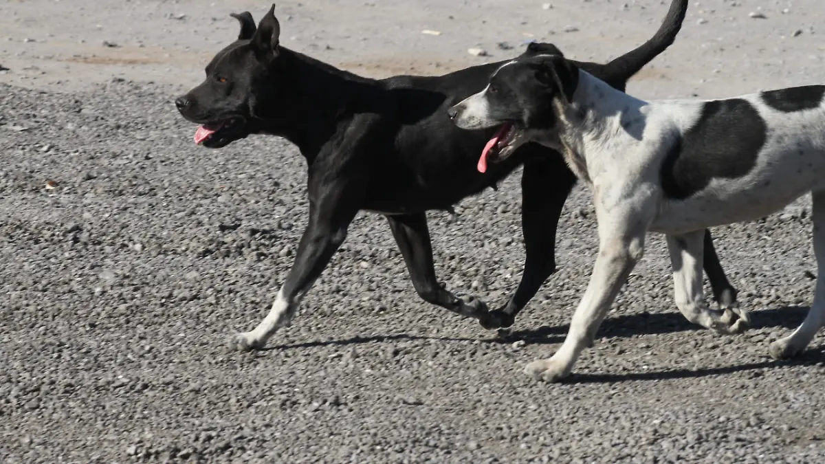 Con ocho mil microchips, la Dirección de Atención y Bienestar Animal (DABA) 