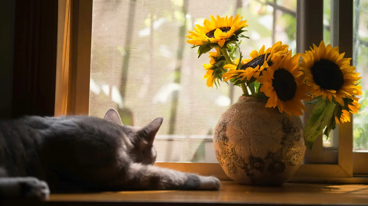Temporada de tolvaneras, mascotas