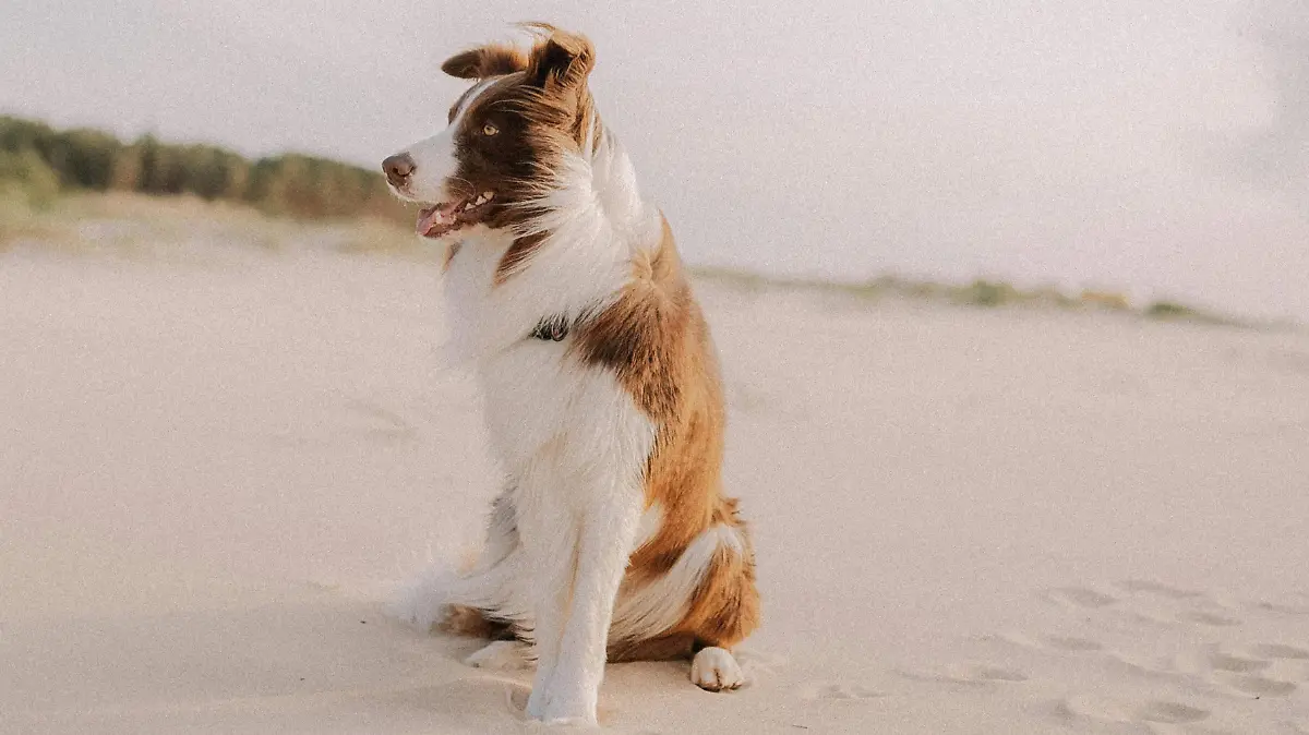 Temporada de tolvaneras, mascotas