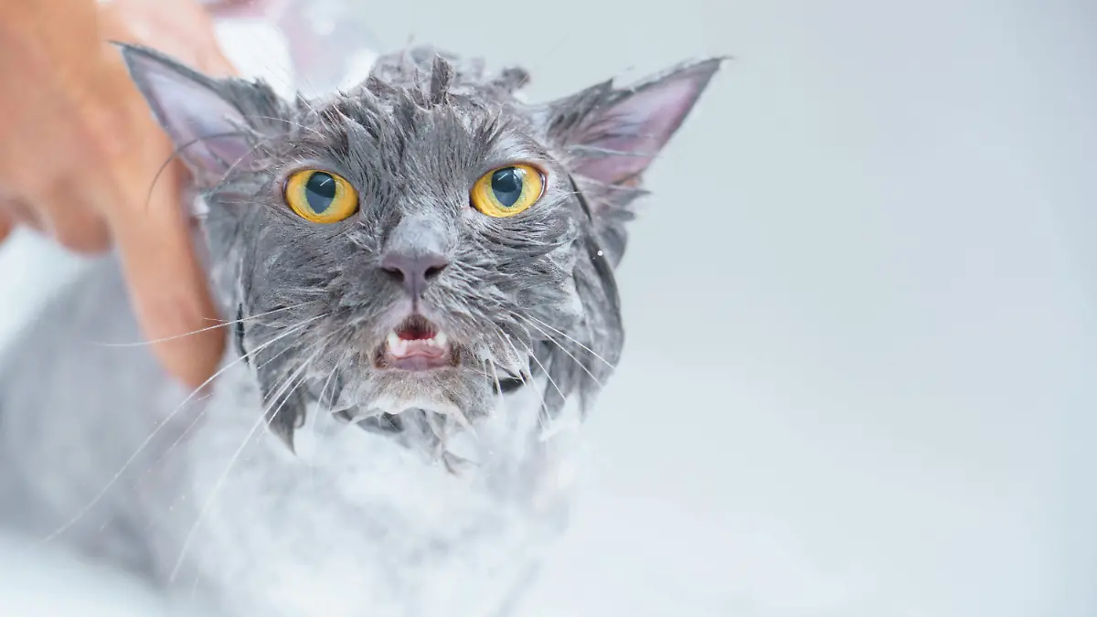 Temporada de tolvaneras, mascotas