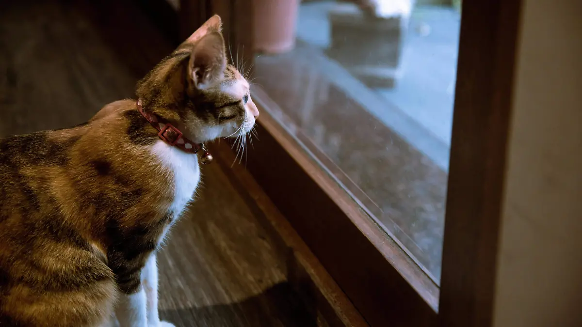 Temporada de tolvaneras, mascotas