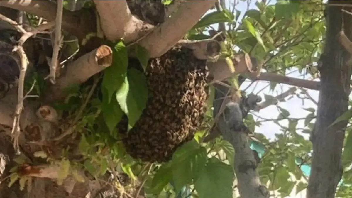 Panal de abejas