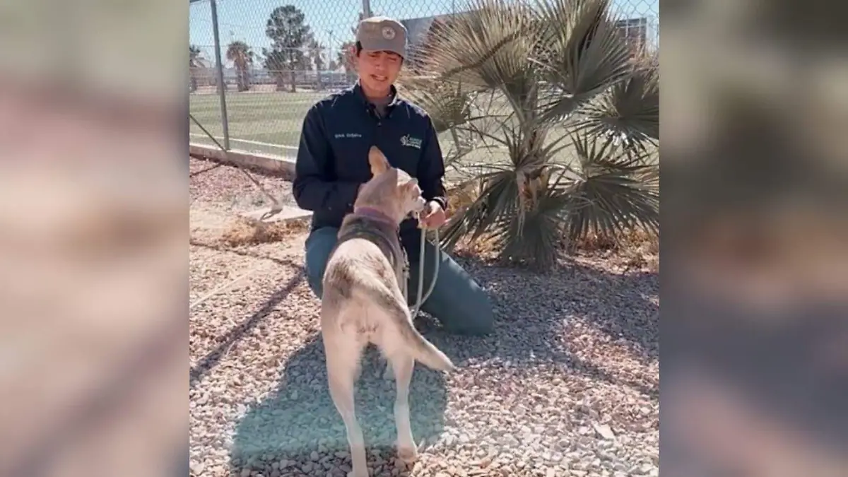 Visita el Parque Central con mascotas