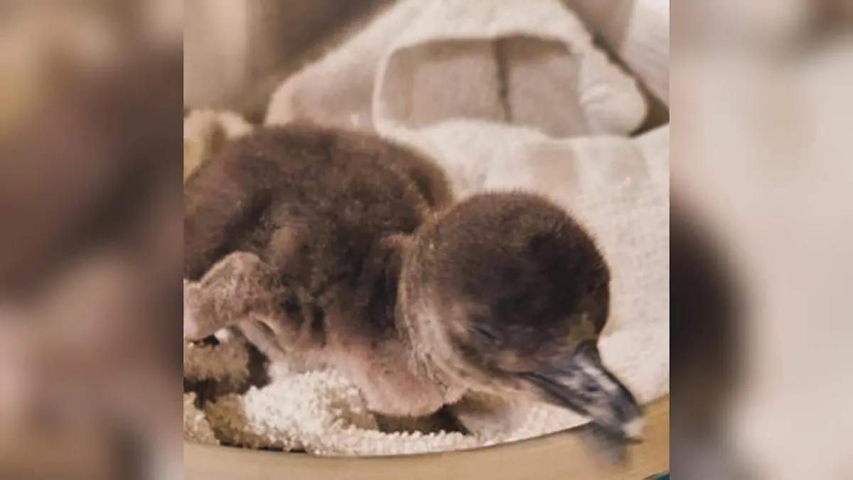 Nace pingüino en el Zoológico de El Paso