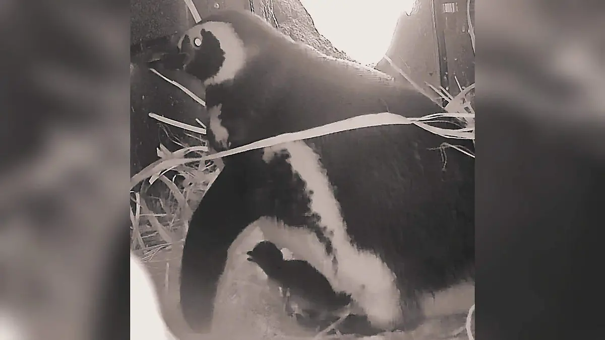 Nace pingüino en el Zoológico de El Paso