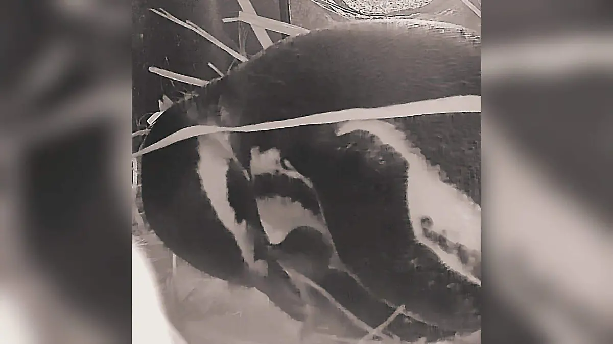 Nace pingüino en el Zoológico de El Paso