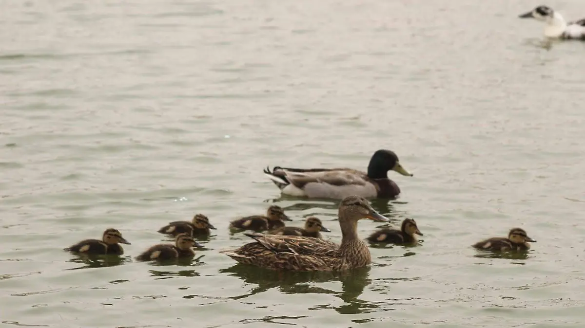 Primavera alada: aves acuáticas llenan de vida el Parque Central
