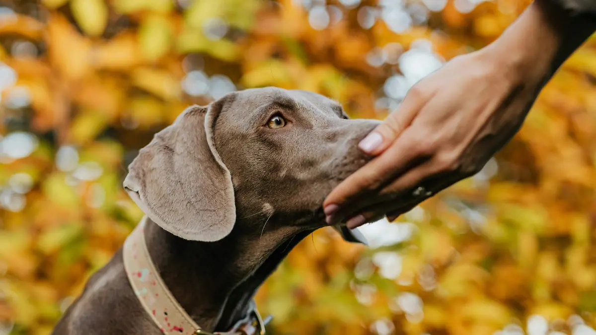 Mascotas huelen el estrés