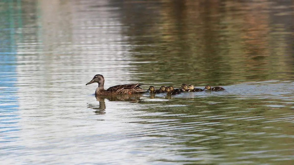 Nacen ocho polluelos de patos mexicanos en el Parque Central