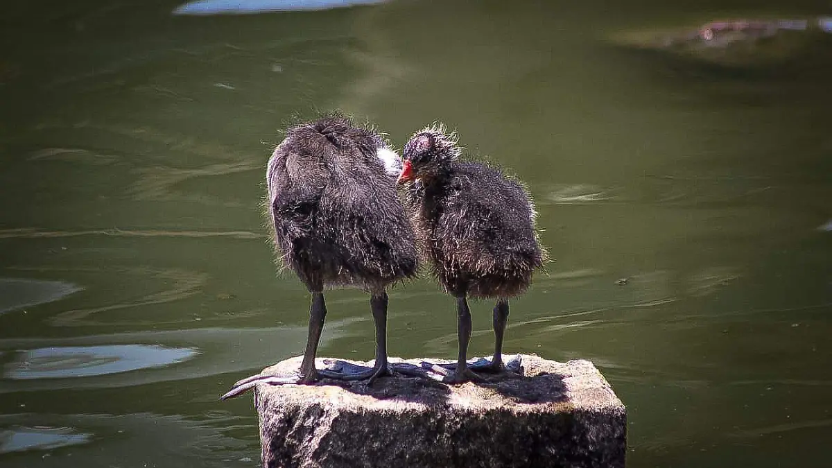 aves bebé