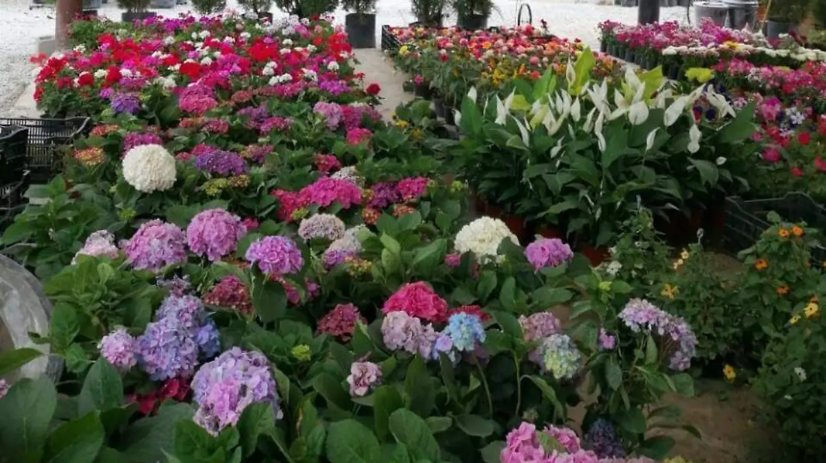 Fiesta de las flores 2025