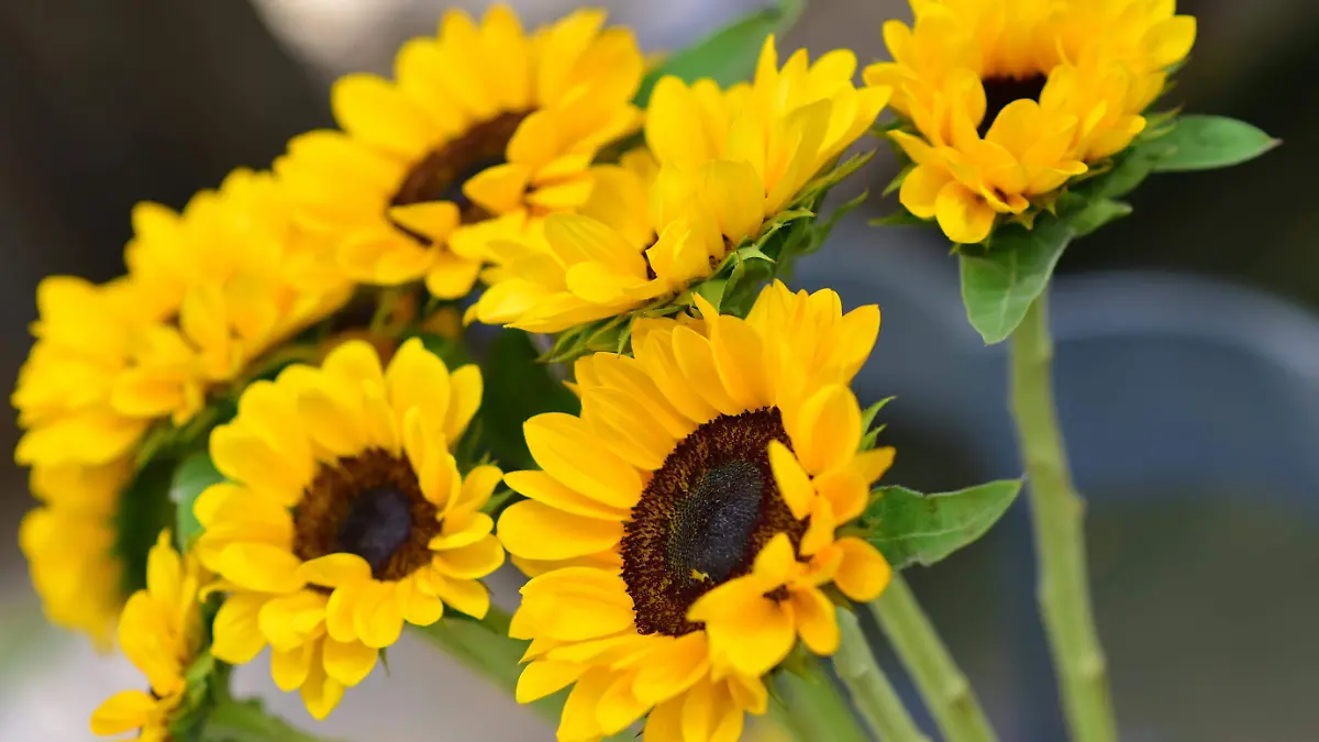 Flores 1