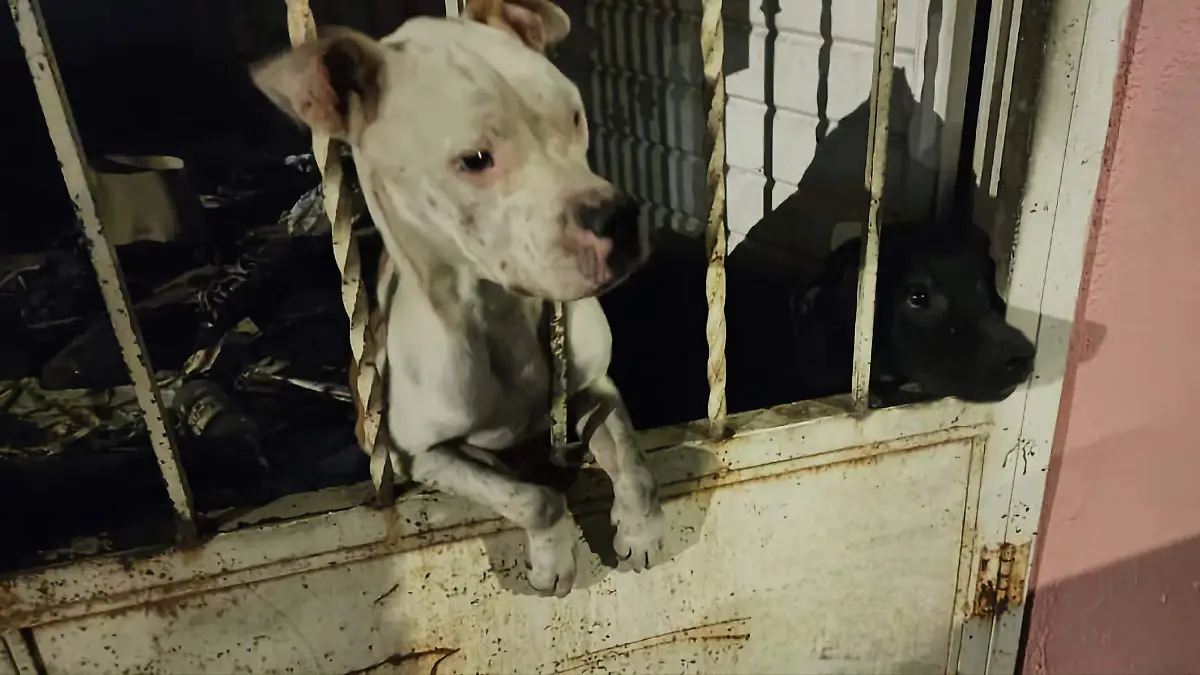 La ranita de Nogales