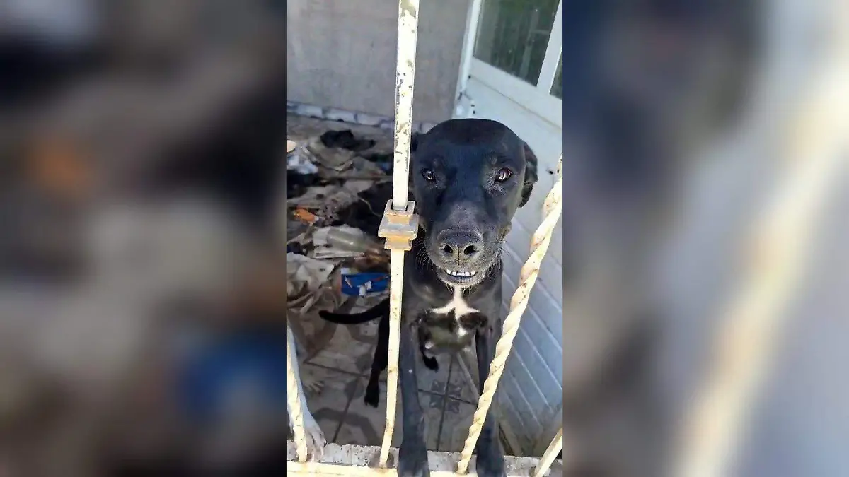 La ranita de Nogales