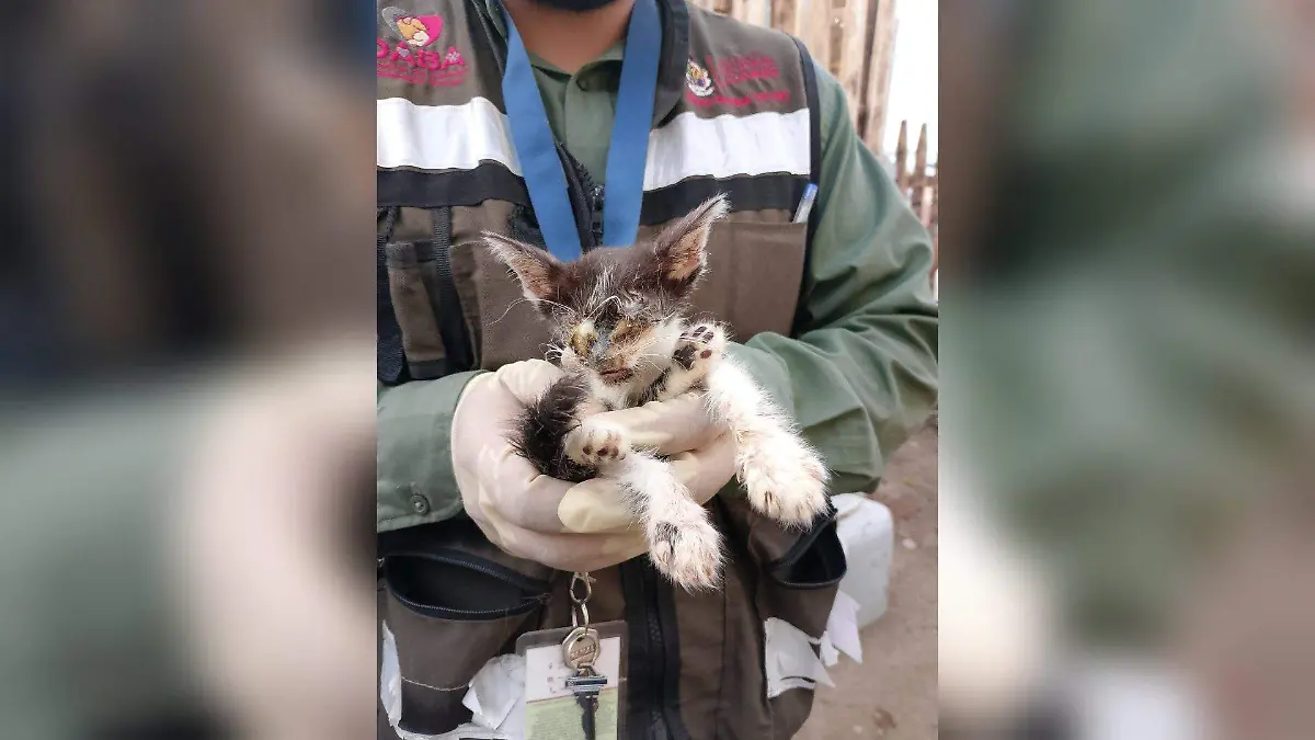 La ranita de Nogales