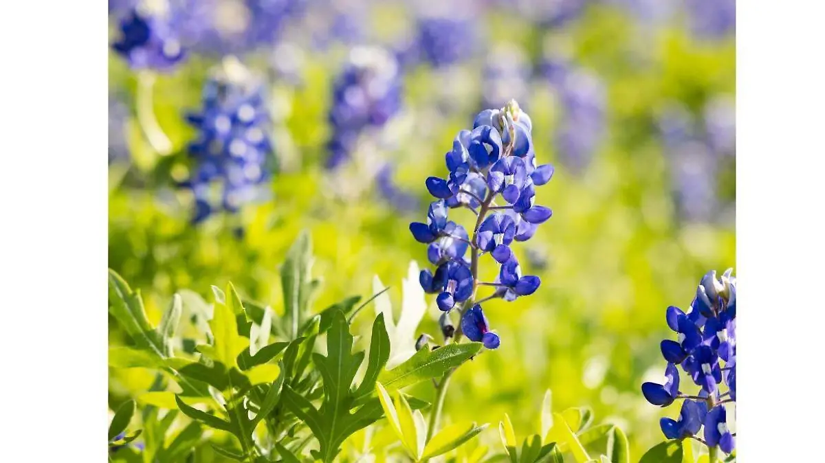Senderos de flores en Texas