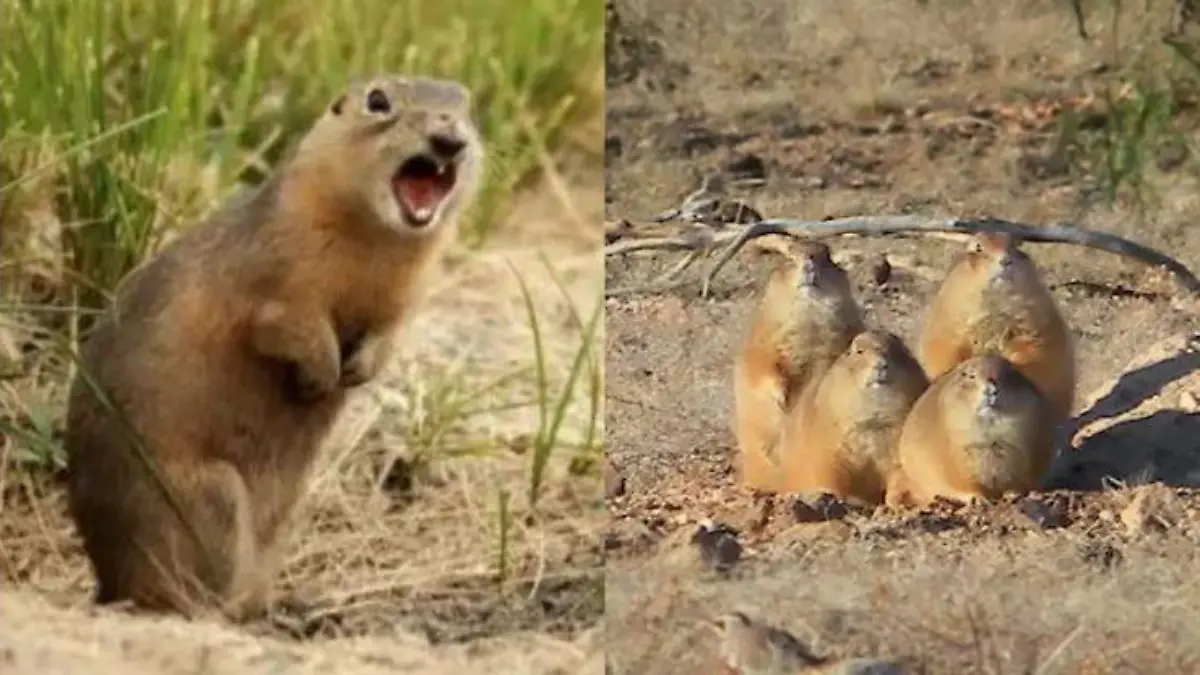 Perrito de la pradera