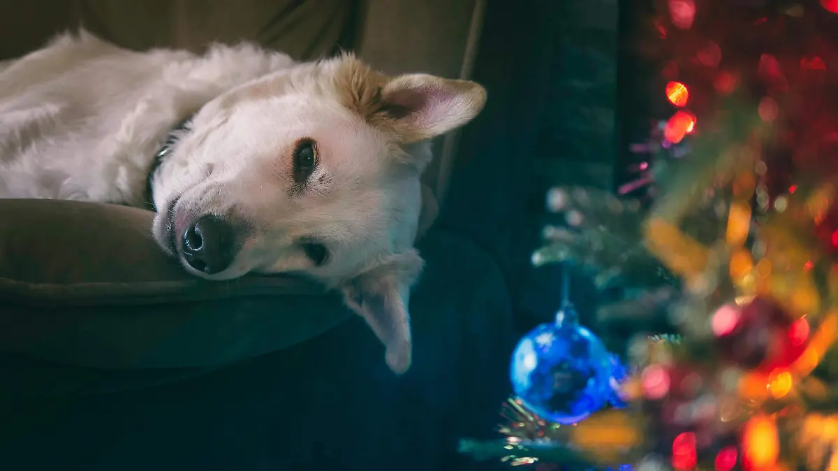 Kostya Levit Naddubov Pexels.com