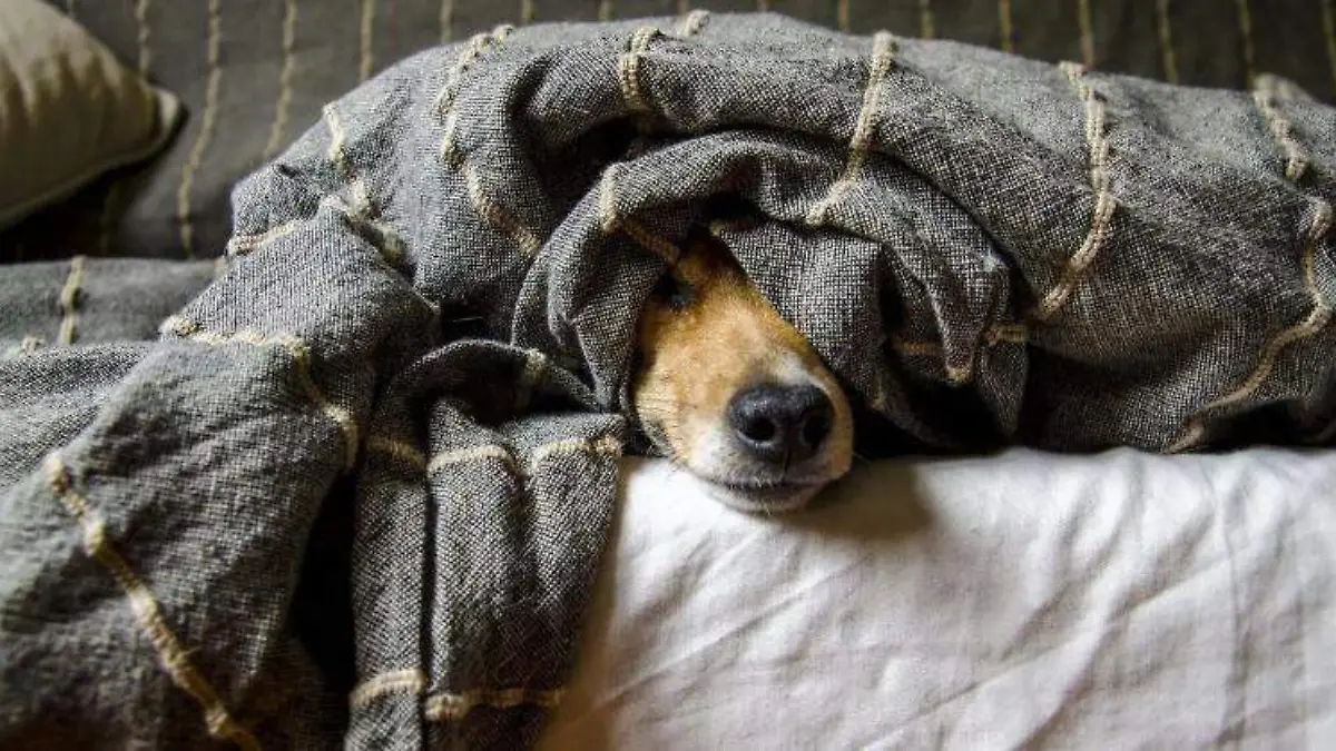 Cuidados de tu mascota contra pirotecnia