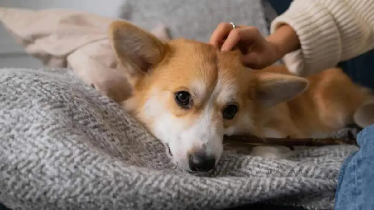 Cuidados de tu mascota contra pirotecnia