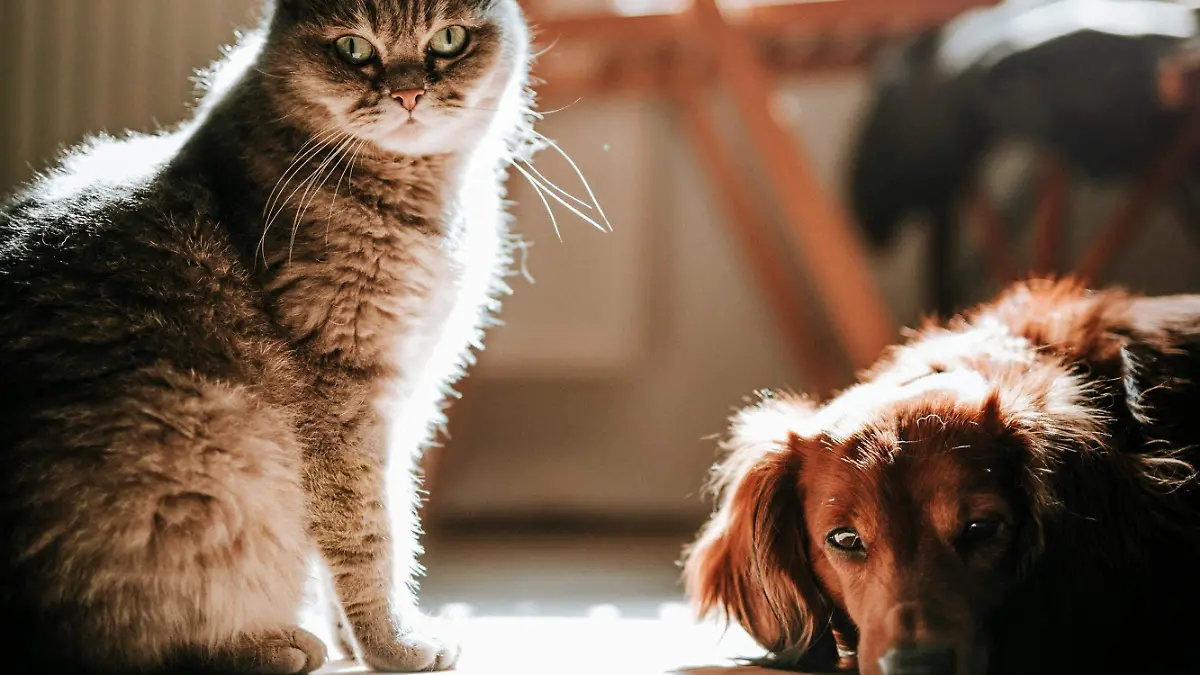 Marián Sicko Pexels.com