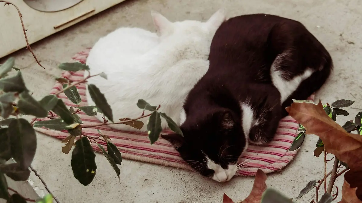 Hipotermia en mascotas