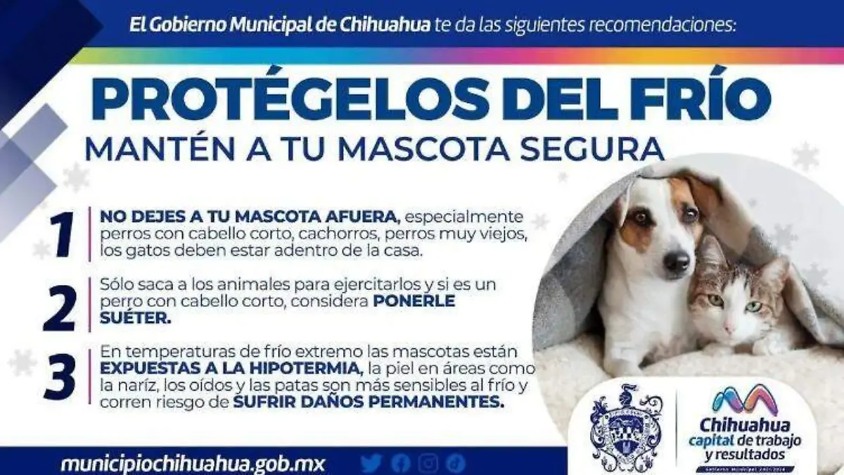 Hipotermia en mascotas