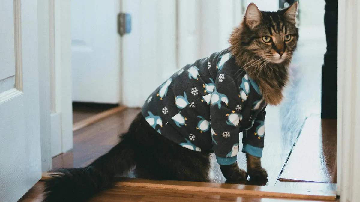 Mascotas con suéter