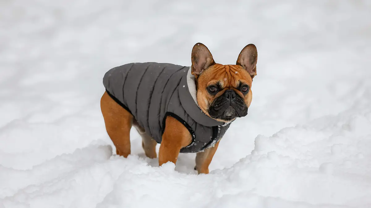 Mascotas con suéter