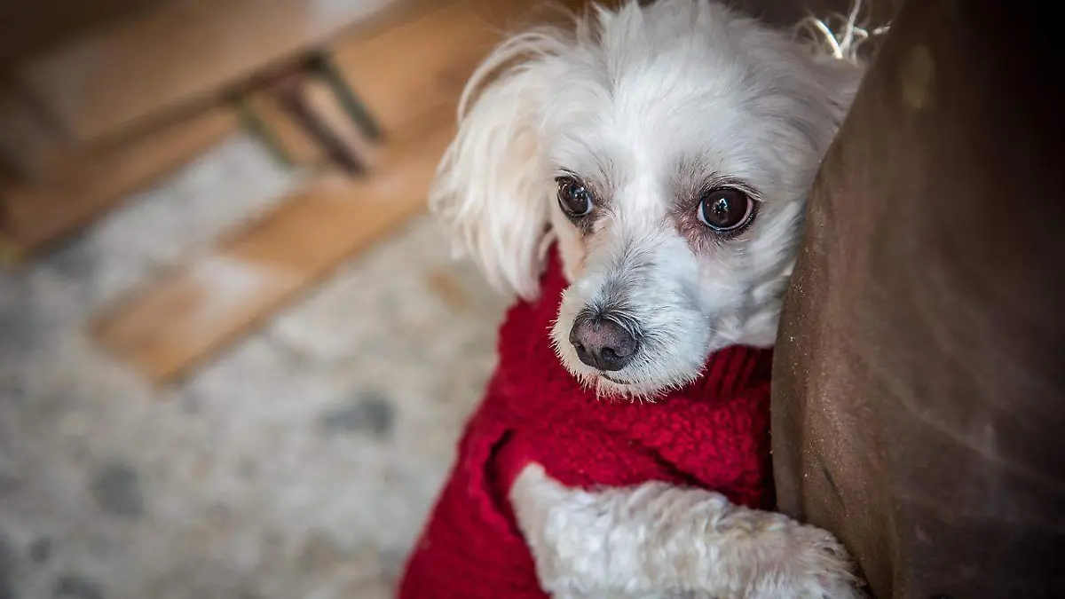 maltese-5794971_1280