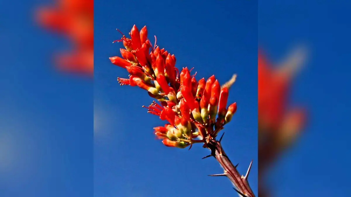ocotillo