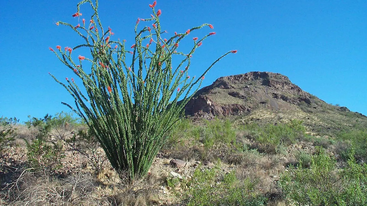 ocotillo