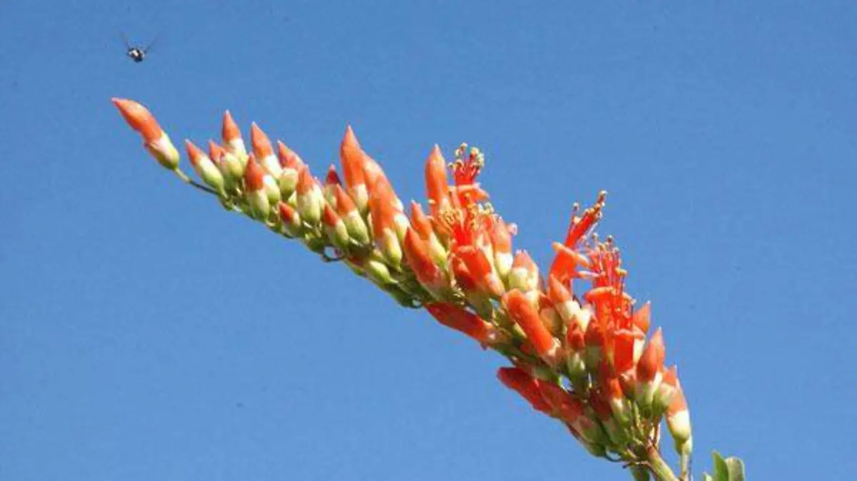 ocotillo